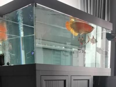 龍魚可以吃魚食嗎怎么喂：龍魚可以吃魚食嗎？