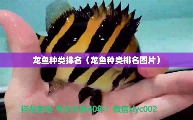 龍魚的種類排行榜：龍魚種類排行榜