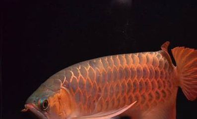 龍魚掉眼了怎么矯正：如何判斷龍魚掉眼的嚴重程度