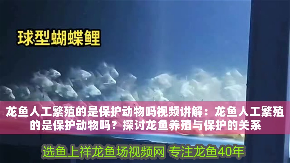 龍魚人工繁殖的是保護動物嗎視頻講解：龍魚人工繁殖的是保護動物嗎？探討龍魚養殖與保護的關系