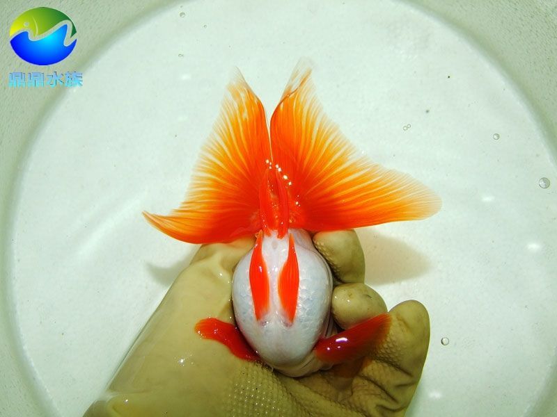 常見(jiàn)淡水觀賞魚(yú)魚(yú)種類(lèi)圖片：常見(jiàn)淡水觀賞魚(yú)種類(lèi)