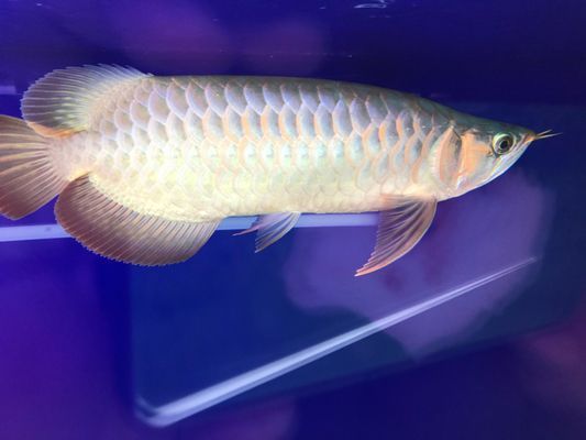 紅龍魚發色期光照要求，
