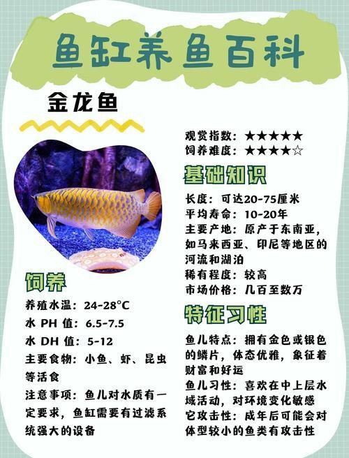 金龍魚爬背特征圖解