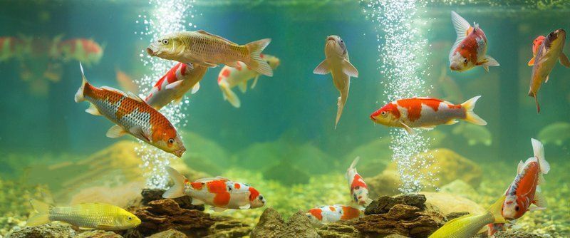 風水魚一般養幾條最好