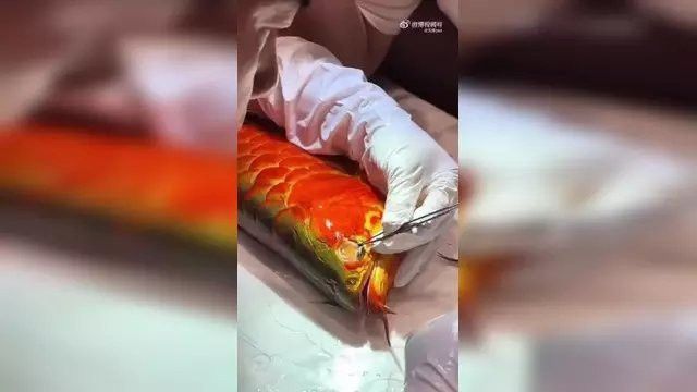 給金龍魚做手術還要縫線嗎視頻 給金龍魚做手術還要縫線嗎視頻 龍魚百科 第4張