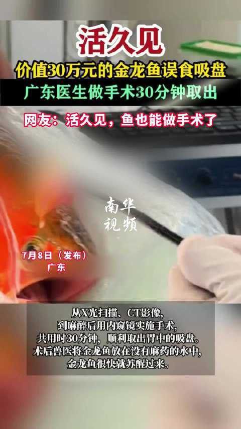 給金龍魚做手術還要縫線嗎視頻 給金龍魚做手術還要縫線嗎視頻 龍魚百科 第3張