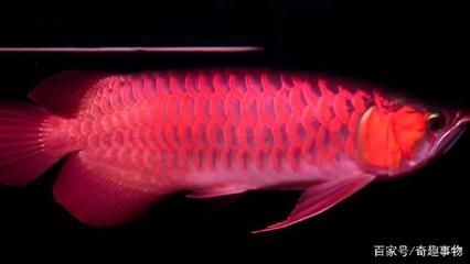 最便宜的龍魚多少錢一條：最便宜的龍魚和青龍魚可能是最便宜的龍魚品種 最便宜的龍魚多少錢一條：最便宜的龍魚和青龍魚可能是最便宜的龍魚品種 龍魚百科 第3張