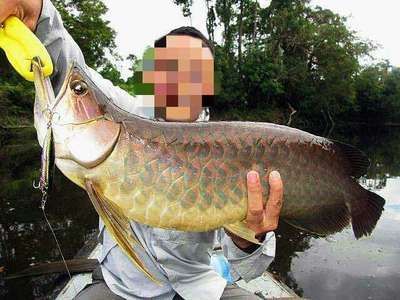 龍魚怎么分辨脫肛還是發情了：龍魚怎么分辨脫肛還是發情