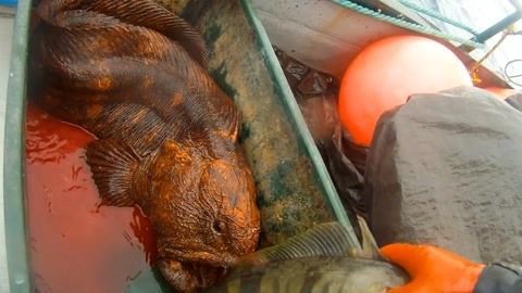龍魚可以喂大蝦嗎怎么喂：龍魚可以喂大蝦嗎，怎么喂