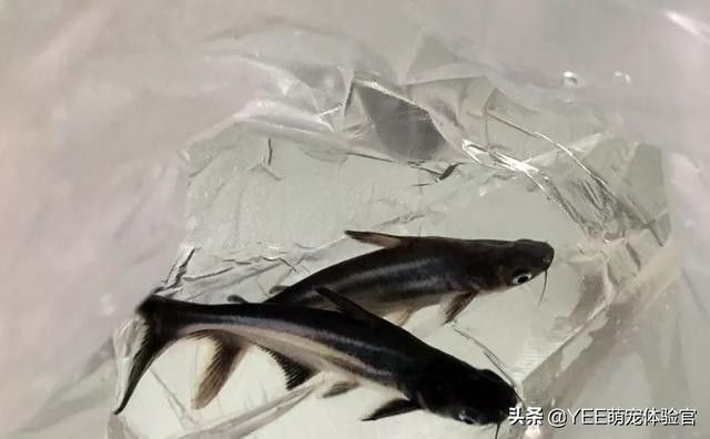 龍魚能和藍鯊混養嗎