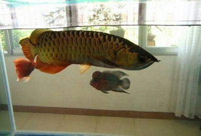 養龍魚的成本是多少：養龍魚的成本主要包括魚缸和水體、飼料、藥品以及電費等