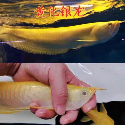 古典龍魚和藍底龍魚的市場價格