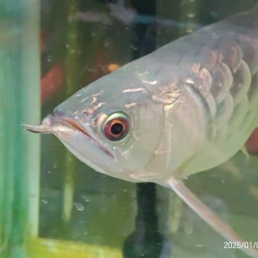 古典龍魚和藍底龍魚的市場價格