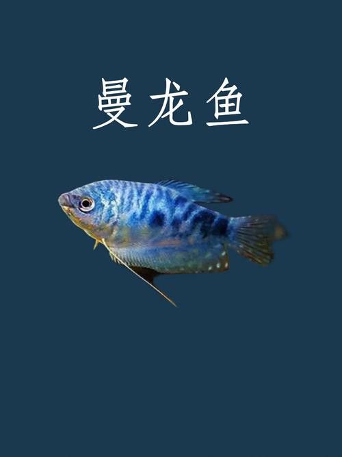 曼龍魚和孔雀魚的區別