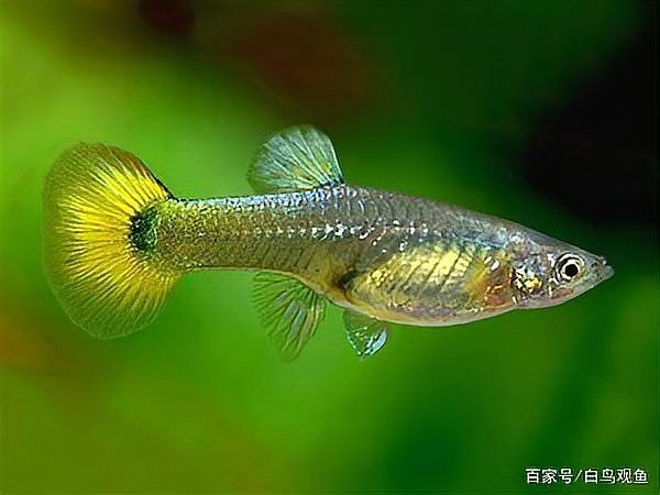 曼龍魚和孔雀魚的區(qū)別
