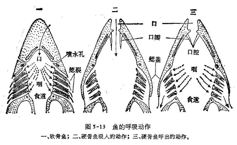 曼龍魚和孔雀魚的區別
