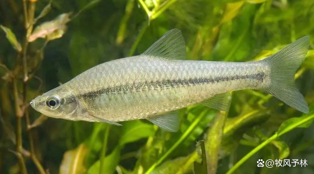 曼龍魚和孔雀魚的區別