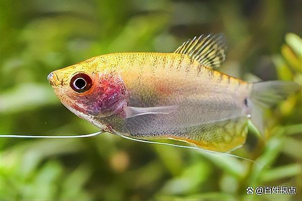 曼龍魚和孔雀魚的區別
