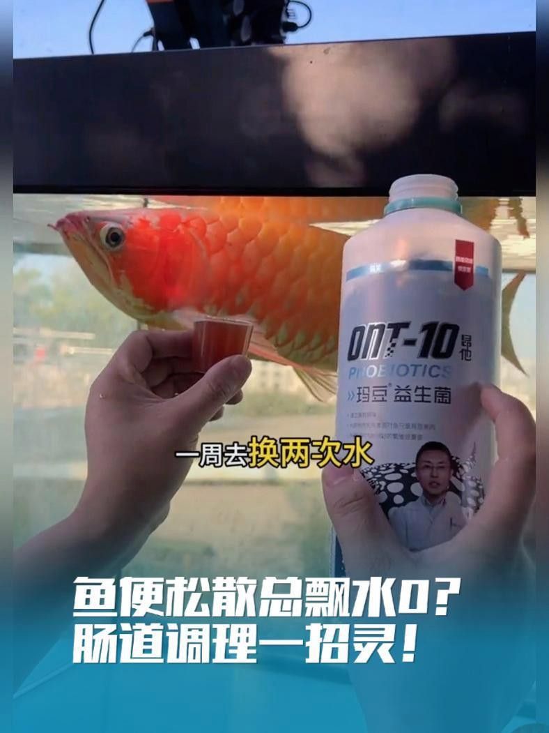 龍魚驅蟲后如何調理水質？