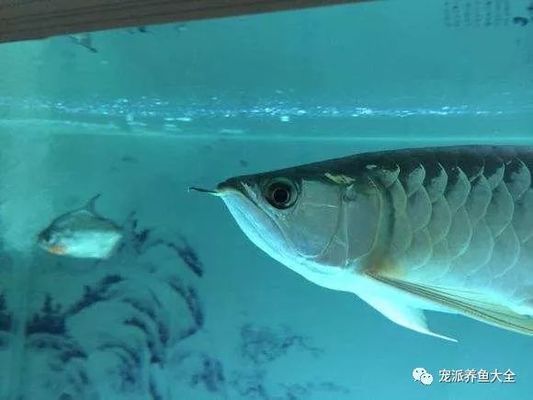 龍魚為何會掉眼屎：龍魚掉眼屎是什么原因導致的？