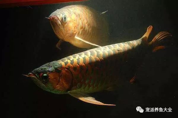 龍魚為何會掉眼屎：龍魚掉眼屎是什么原因導致的？