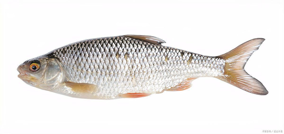 龍魚減肥 龍魚百科 第1張 龍魚減肥 龍魚減肥 龍魚百科 第1張