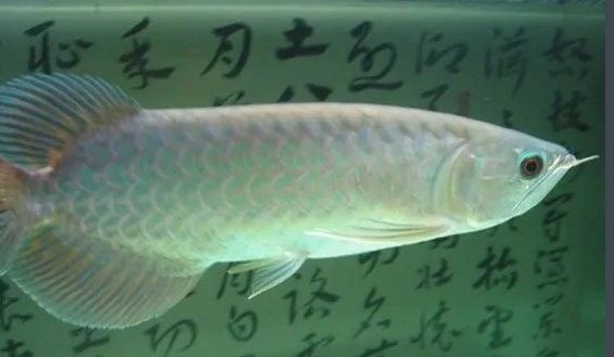 青龍魚的壽命有多長呢