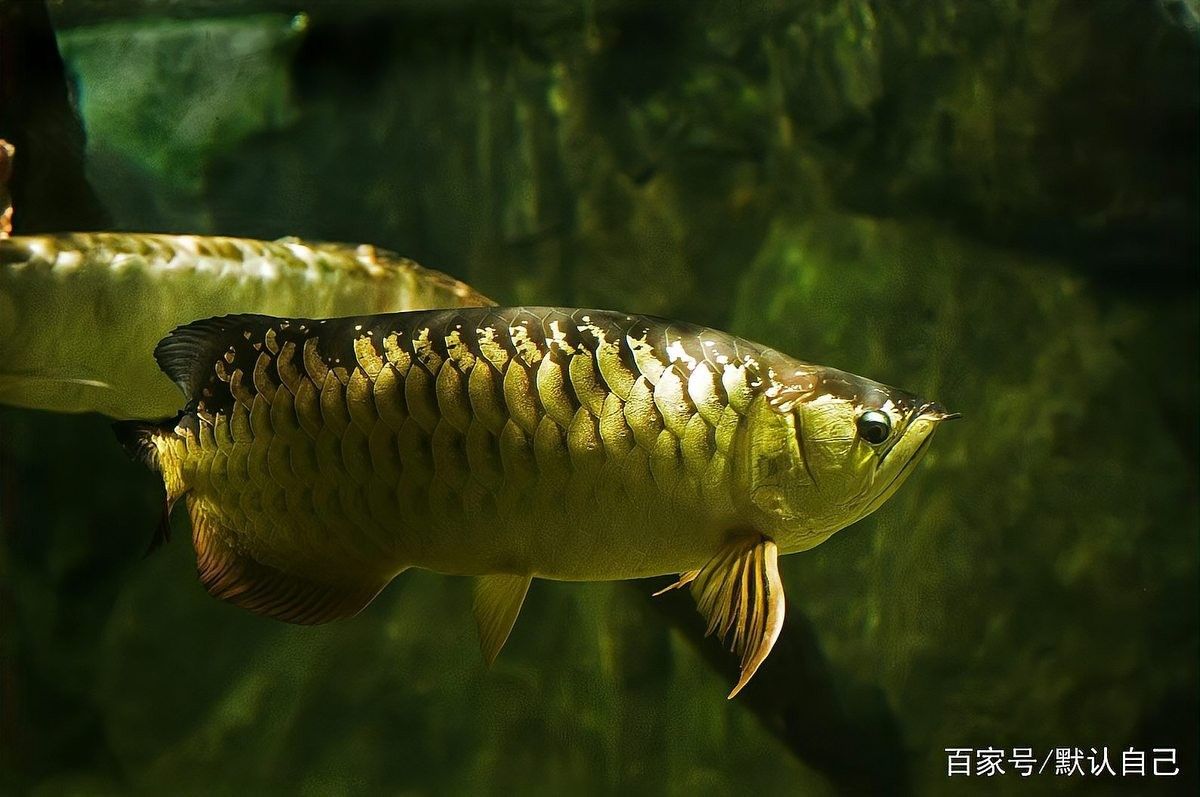 青龍魚的壽命有多長呢