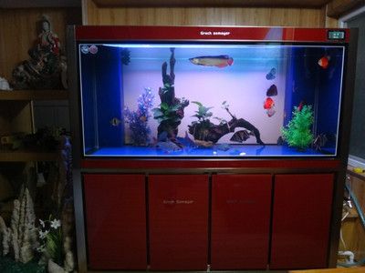 一般龍魚(yú)缸水位高度：一般龍魚(yú)缸水位高度標(biāo)準(zhǔn)