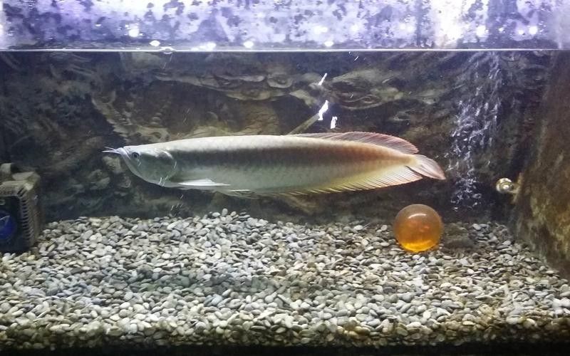 銀龍魚可以喂小魚苗嗎圖片大全