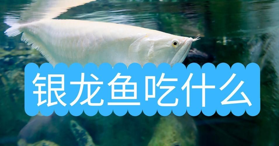 銀龍魚可以喂小魚苗嗎圖片大全