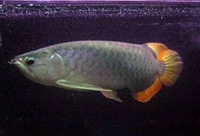 龍魚的頭型，龍魚頭型與品種關系，翹頭龍魚市場價值鯊魚嘴龍魚的辨識特征