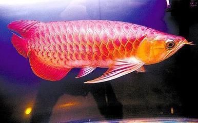 龍魚的頭型，龍魚頭型與品種關系，翹頭龍魚市場價值鯊魚嘴龍魚的辨識特征