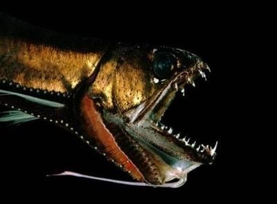 龍魚不進(jìn)食什么原因?qū)е碌模堲~不吃飯?jiān)趺崔k) 龍魚百科 第5張 龍魚不進(jìn)食什么原因?qū)е碌模堲~不吃飯?jiān)趺崔k) 龍魚不進(jìn)食什么原因?qū)е碌模堲~不吃飯?jiān)趺崔k) 龍魚百科 第5張