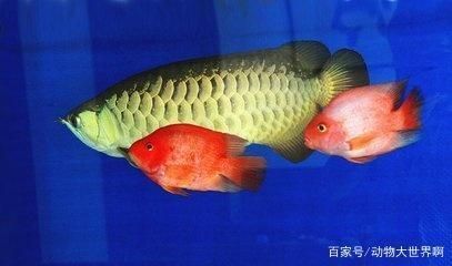 龍魚(yú)咬其他魚(yú)什么原因啊怎么辦：如何判斷龍魚(yú)咬其他魚(yú)的具體方法