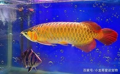 金龍魚適合的水溫是多少度適合養：金龍魚適合的水溫是多少度適合養金龍魚的水溫是多少度 金龍魚適合的水溫是多少度適合養：金龍魚適合的水溫是多少度適合養金龍魚的水溫是多少度 龍魚百科 第2張