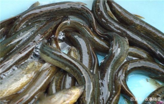 龍魚和翹嘴區(qū)別在哪兒：東南亞龍魚和翹嘴的區(qū)別，龍魚和翹嘴的區(qū)別在哪里