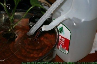 龍魚爛鰭爛尾用黃粉：黃粉可以作為治療龍魚爛鰭爛尾的有效藥物