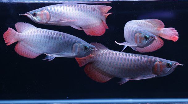金底龍魚(yú)返垢后還能恢復(fù)嗎？ 金底龍魚(yú)返垢后還能恢復(fù)嗎？ 龍魚(yú)百科 第1張