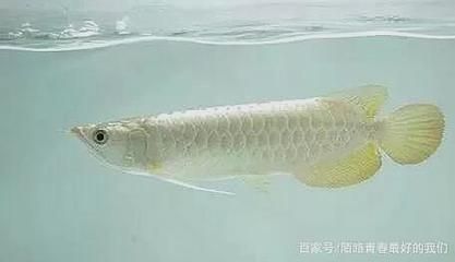 龍魚價格（龍魚價格因其品種、品相、大小等因素而有很大差異）