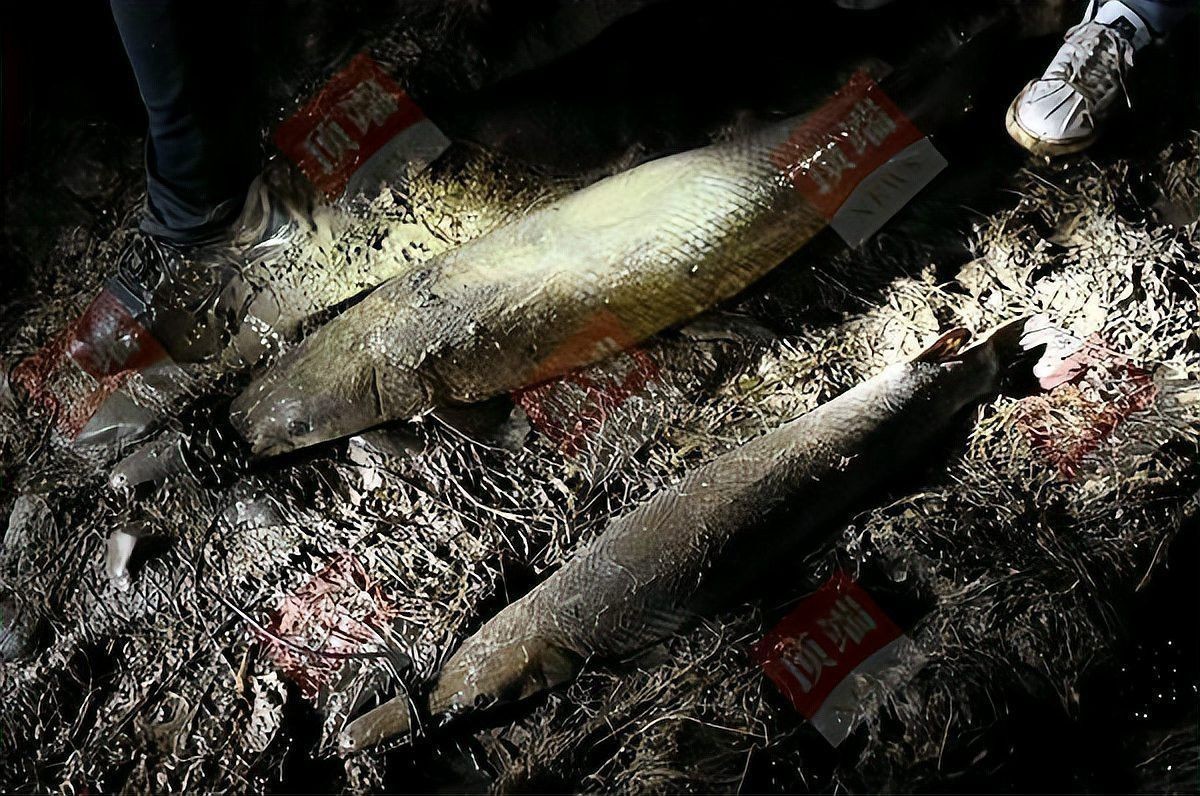 開封龍魚被抓事件是真的嗎嗎 開封龍魚被抓事件是真的嗎嗎 龍魚百科 第1張