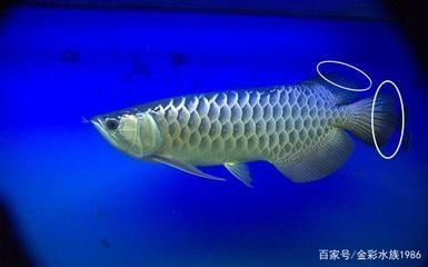 龍魚顏色發(fā)黑什么原因：龍魚顏色發(fā)黑可能由多種因素引起，
