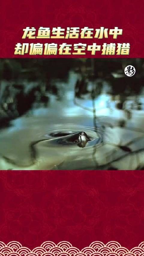 龍魚長什么樣子啊