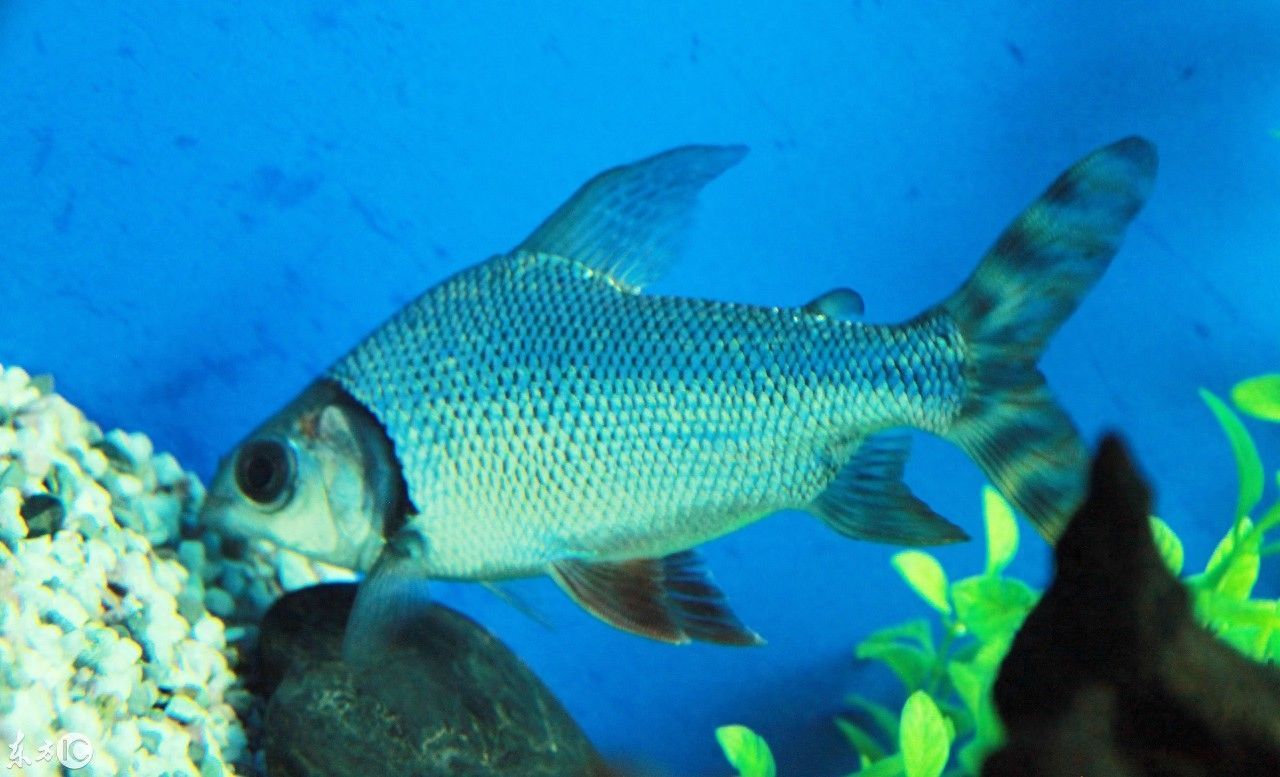 小體龍魚（什么是小體龍魚）