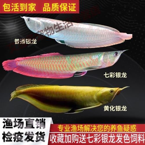 銀龍魚發(fā)色過(guò)程圖片欣賞大全 銀龍魚發(fā)色過(guò)程圖片欣賞大全 龍魚百科 第10張