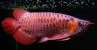 50厘米的紅龍魚市場價格：50厘米的紅龍魚市場價格受品種、品相、基因等因素而異