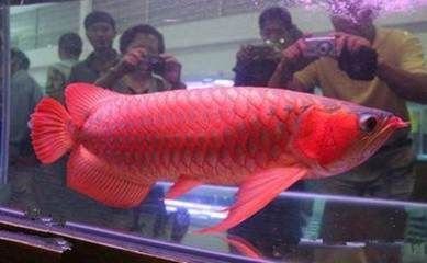 50厘米的紅龍魚市場價格：50厘米的紅龍魚市場價格受品種、品相、基因等因素而異