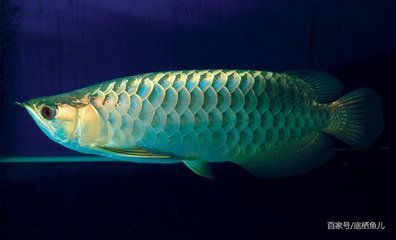 巨骨舌魚與龍魚的區別：巨骨舌魚和銀龍魚的區別是什么