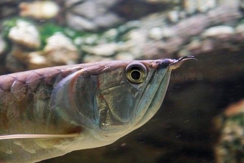 巨骨舌魚與龍魚的區別：巨骨舌魚和銀龍魚的區別是什么
