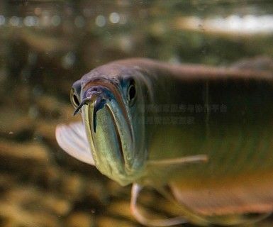 巨骨舌魚與龍魚的區別：巨骨舌魚和銀龍魚的區別是什么